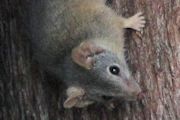 Yellow-footed Antechinus (Antechinus flavipes)